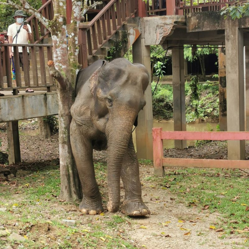 Sanctuaire des éléphants en 2021