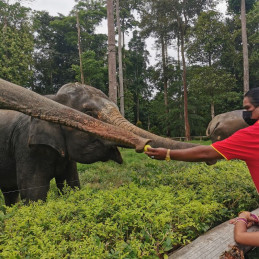 Sanctuaire des éléphants Kuala Gandah