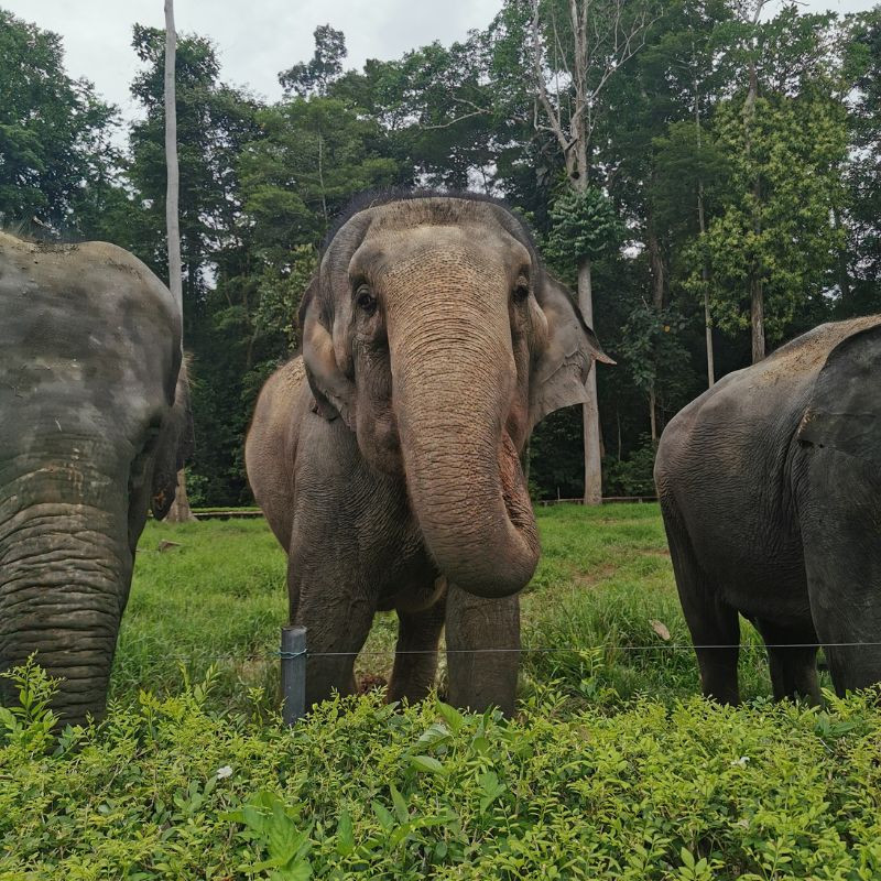 Donner à manger aux éléphants en Malaisie